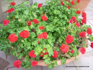 Pelargonium x domesticum - red